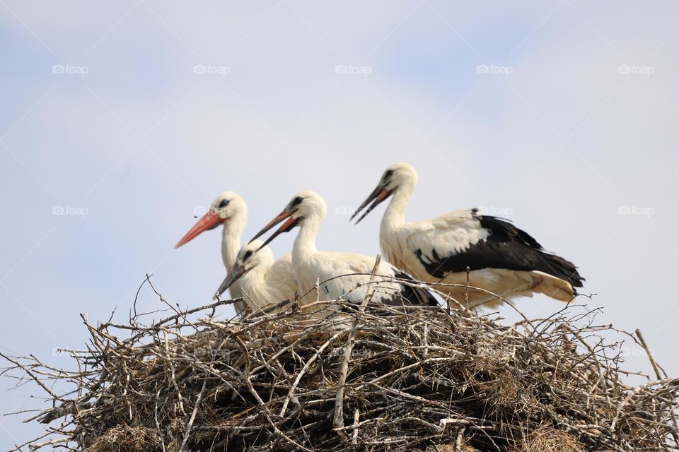 storks in the nest 