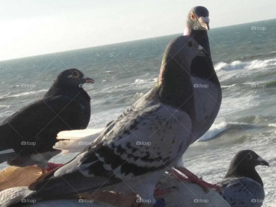 Flock of pigeons on the roof.