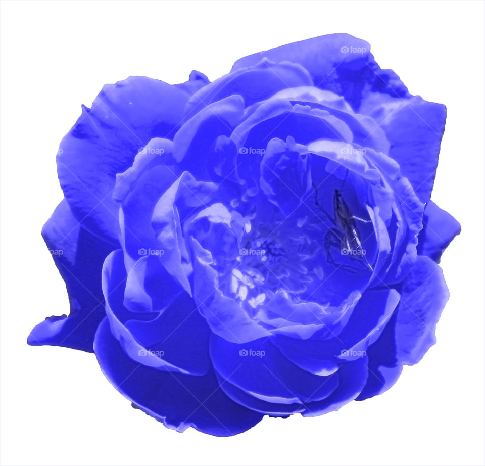 Rose  (Blue)