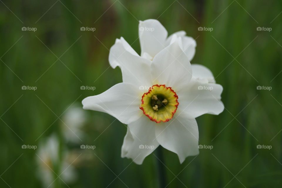 Beautiful White flowers