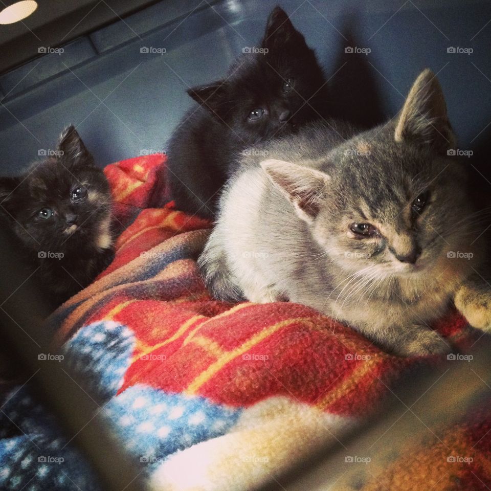 Cat, Kitten, Pet, Mammal, Cute