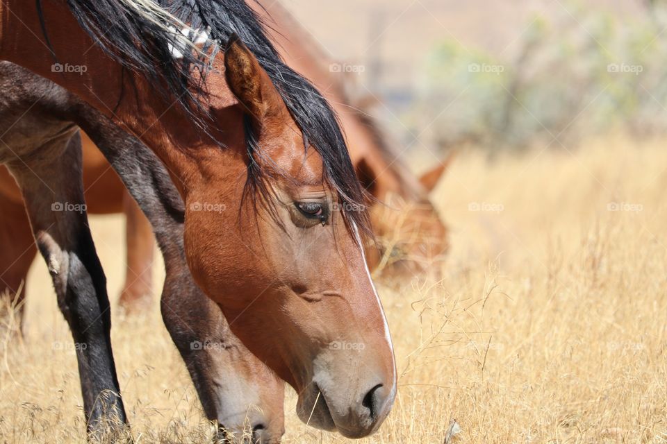 Wild mustang horses feeding on dry grass in the Sierra Nevada mountains