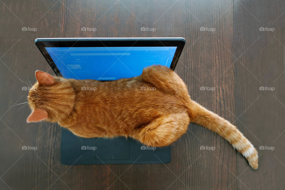 Ginger cat sitting on laptop.