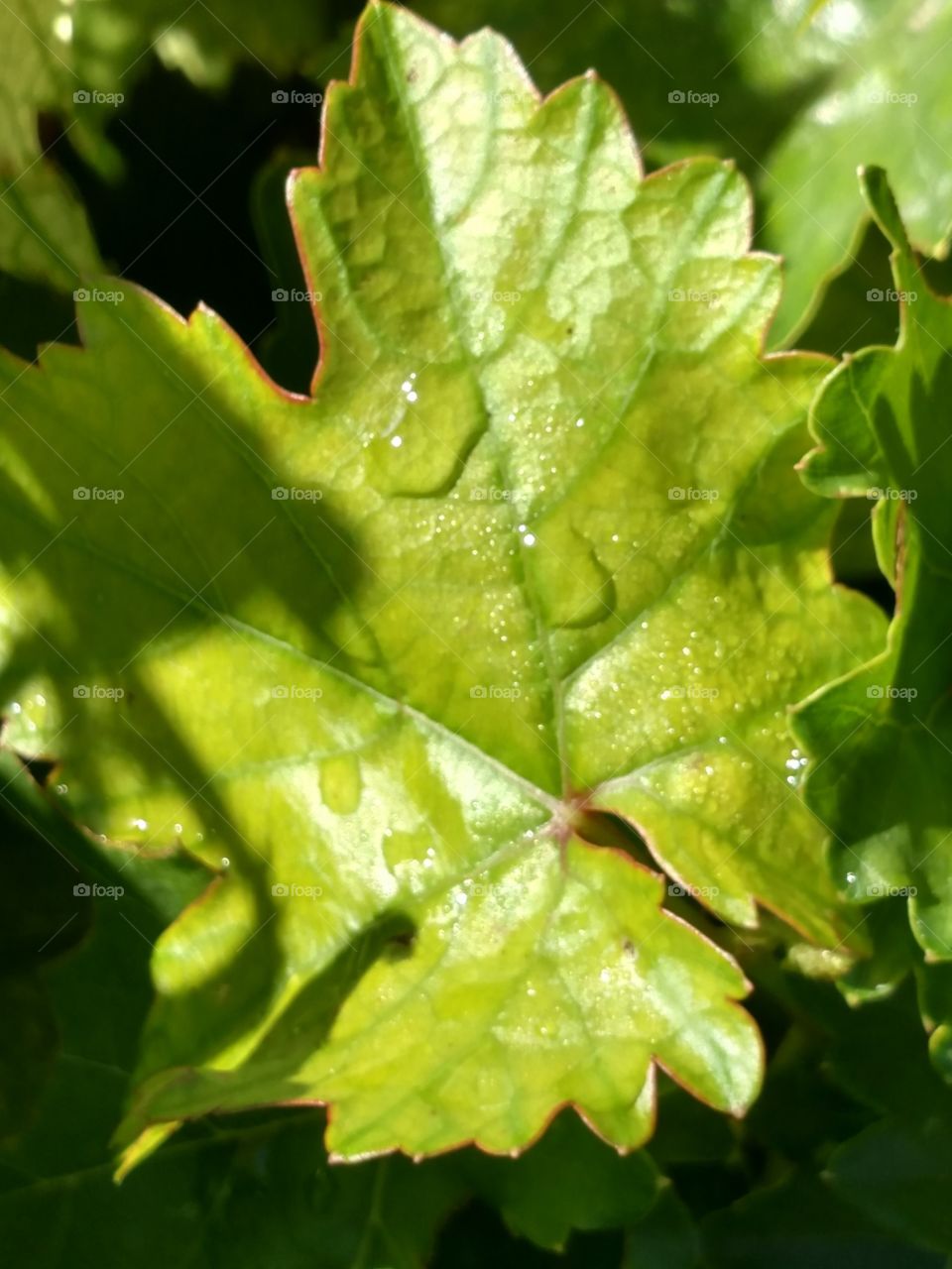 leaf