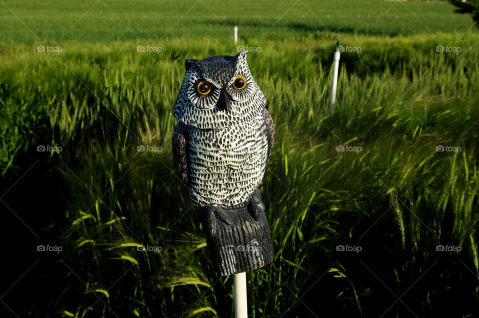 A decoy owl is placed on a perch in a field of wheat in North Carolina to Deter pesky hungry birds. 