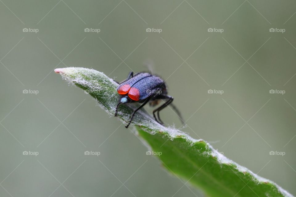 Malachite beetle