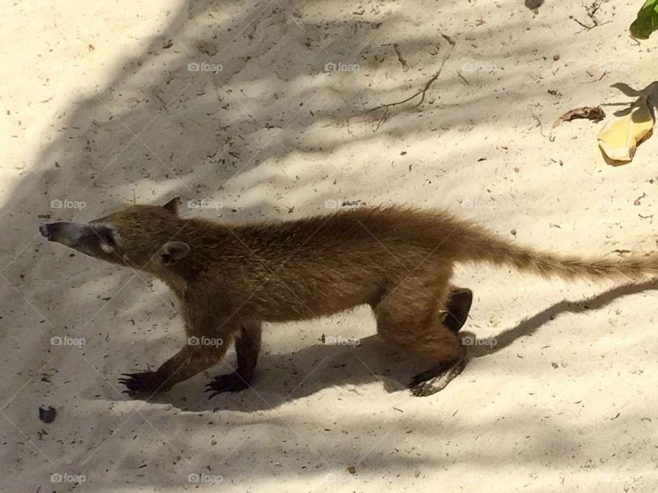 Cute Coati with the sand in his toes.
