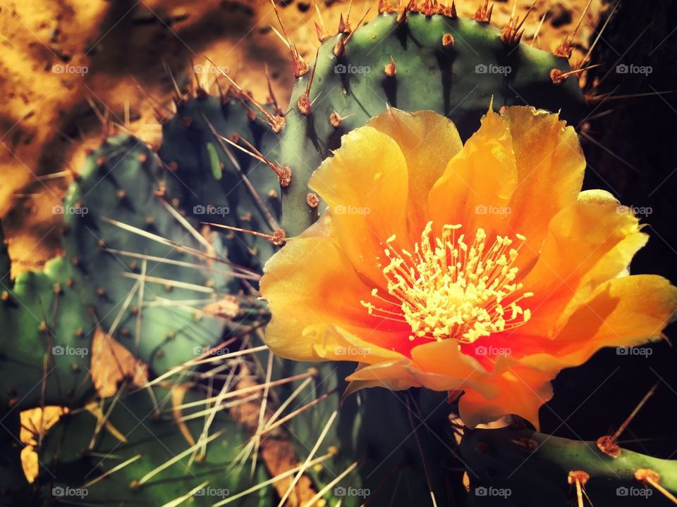 Orange cactus flower bloom