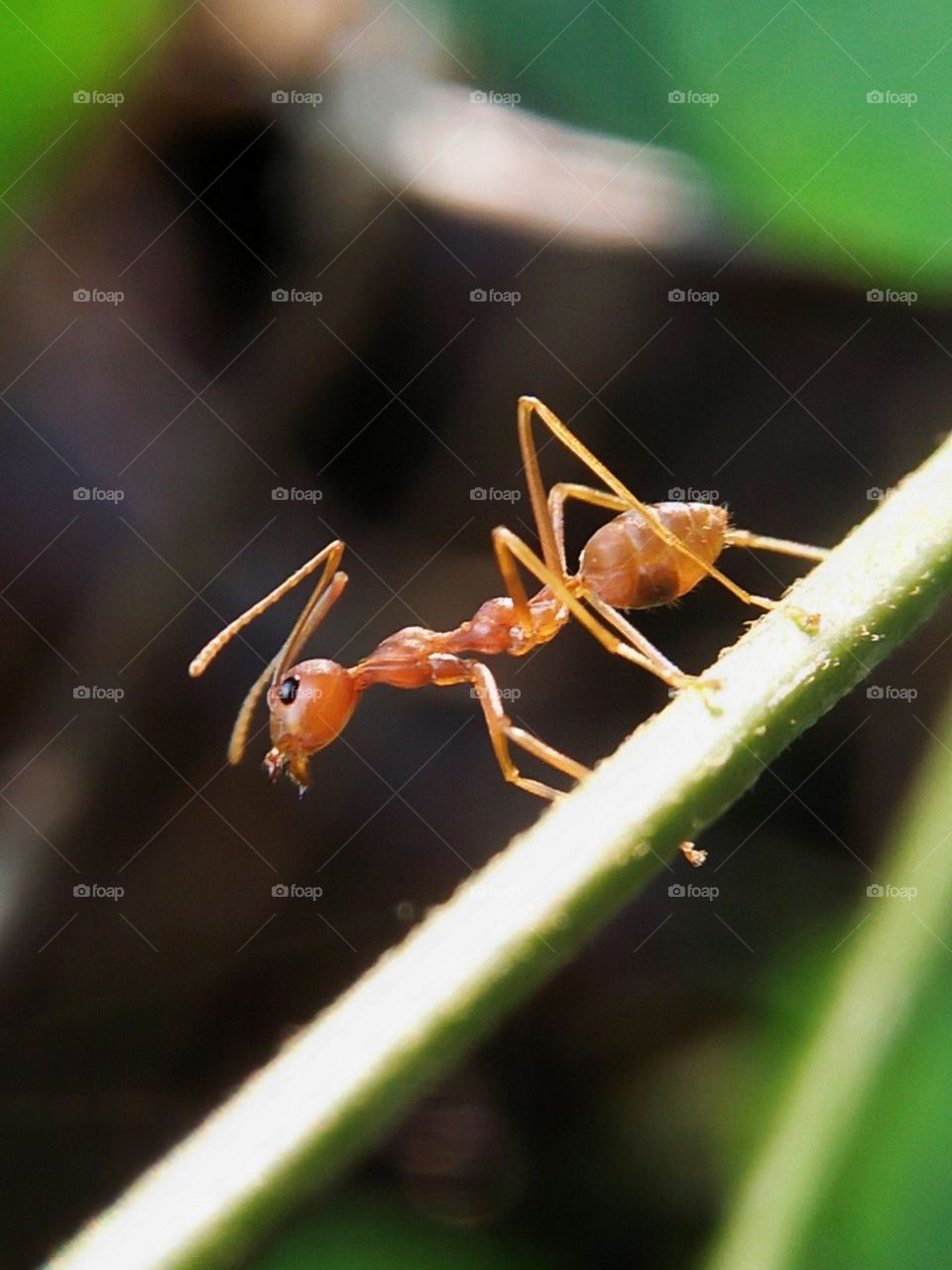 Weaver ants are aggressive and territorial. They use a pair of fierce mandibles to attack and spray acid into the bite wound.