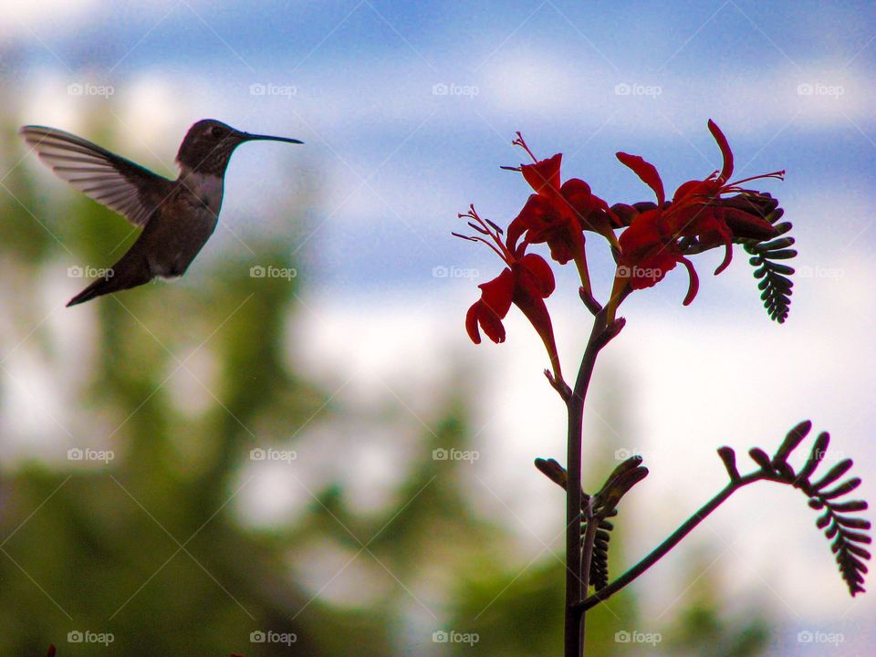 Hummingbird
