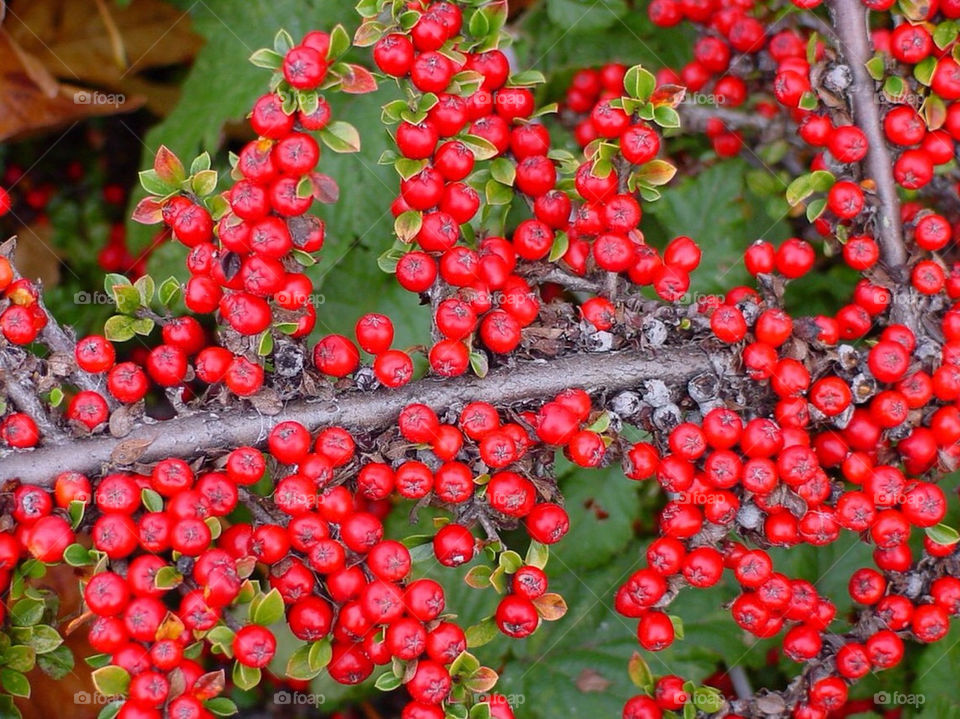 green red leaves christmas by kshapley