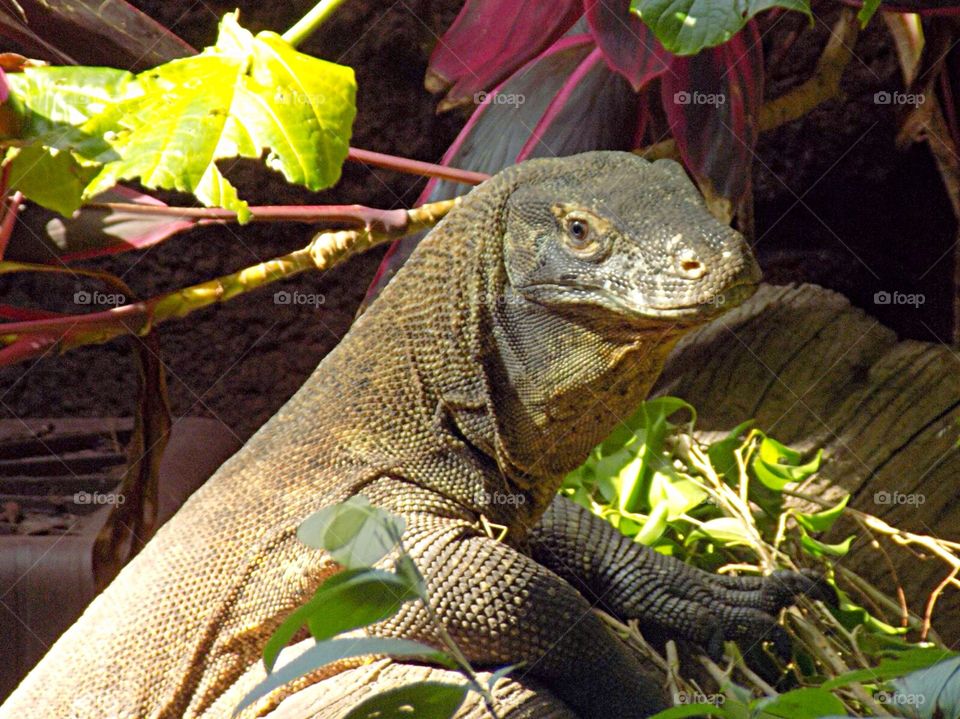 Komodo dragon