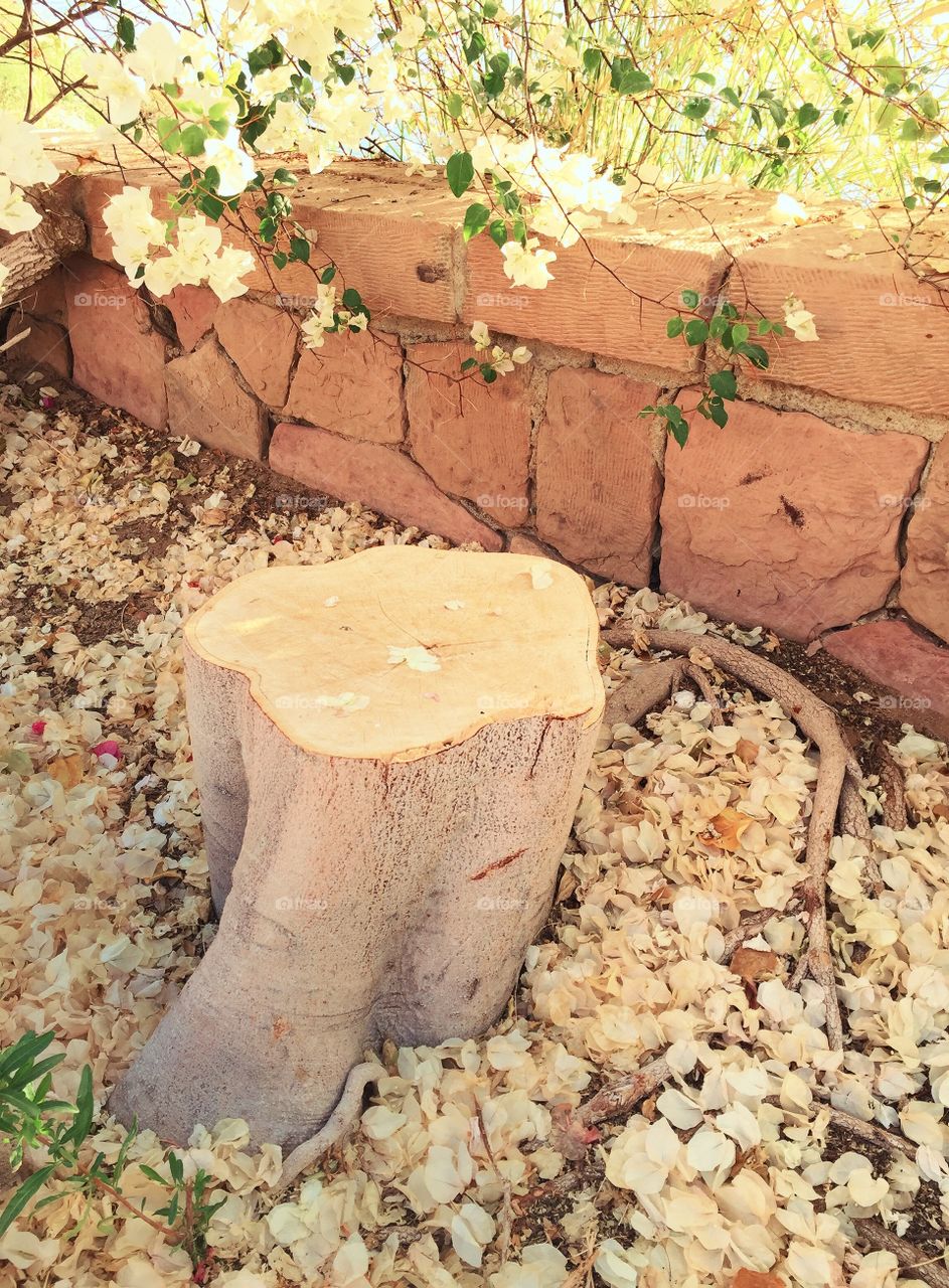 Tree Trunk to Sit On