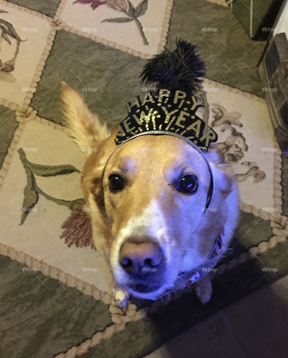 Happy New Year from the cute dog!