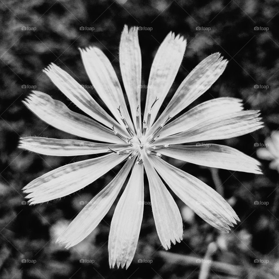 Black and White Flower