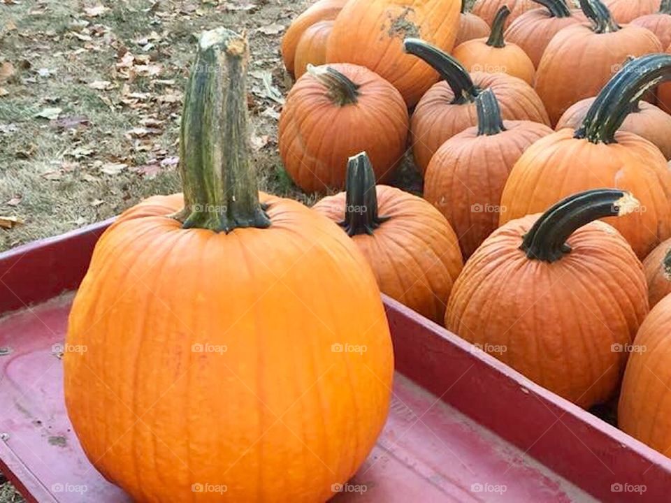 Pumpkins 