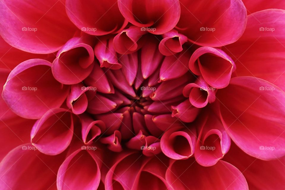 Flower in macro (chrysanthemum) 