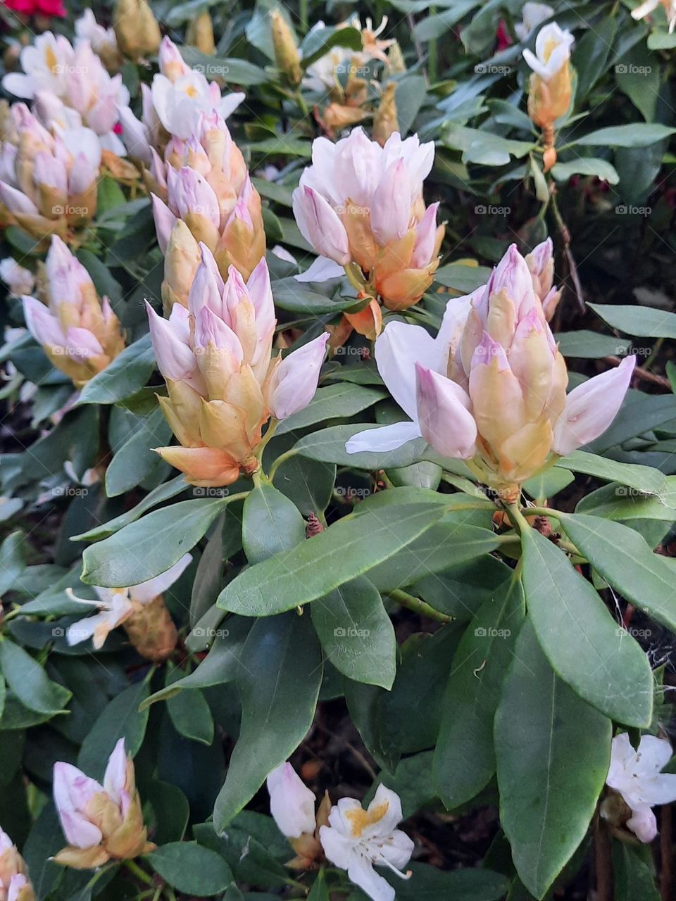 rhododendrons in bloom