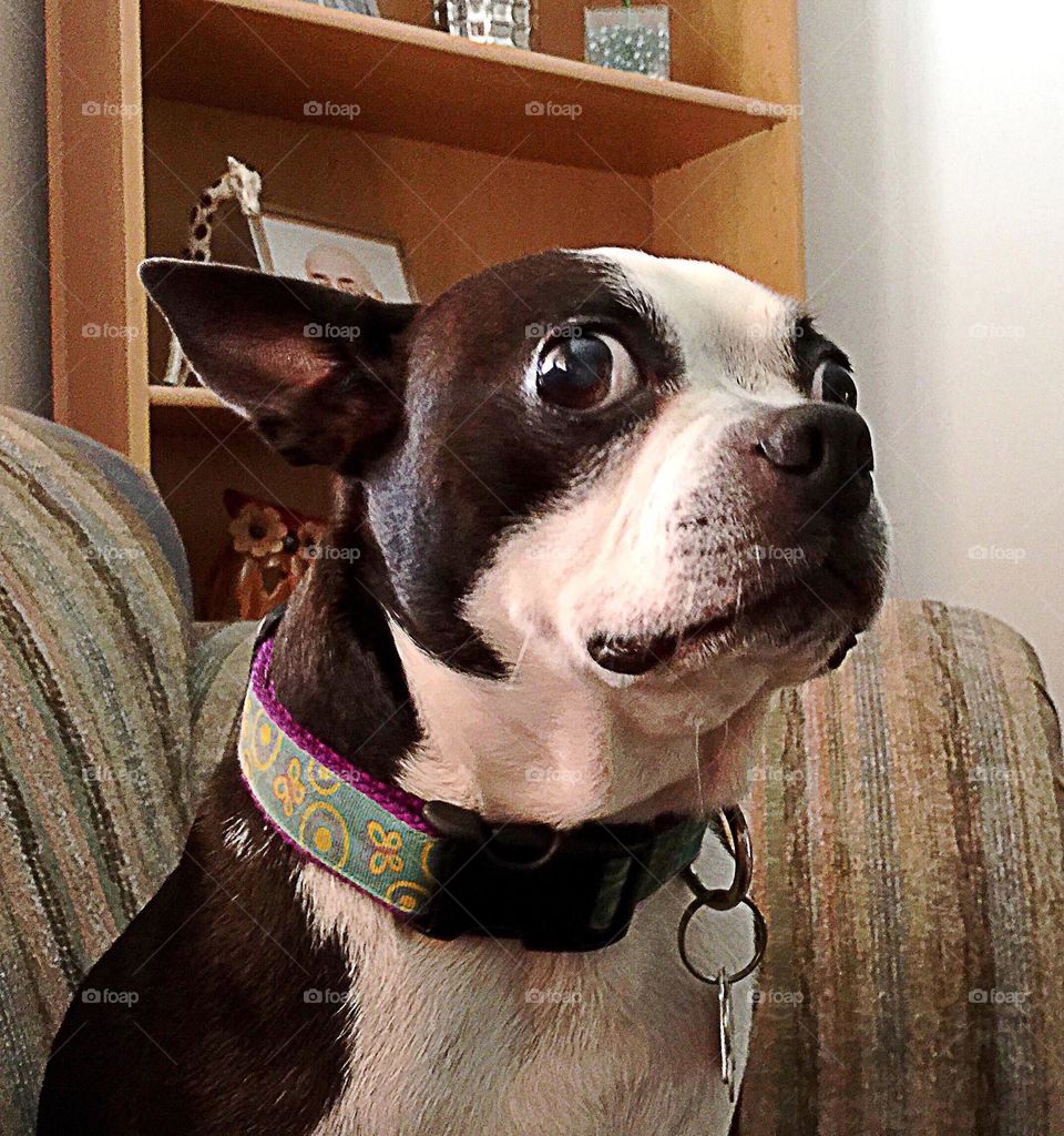 Boston terrier with a cute face.