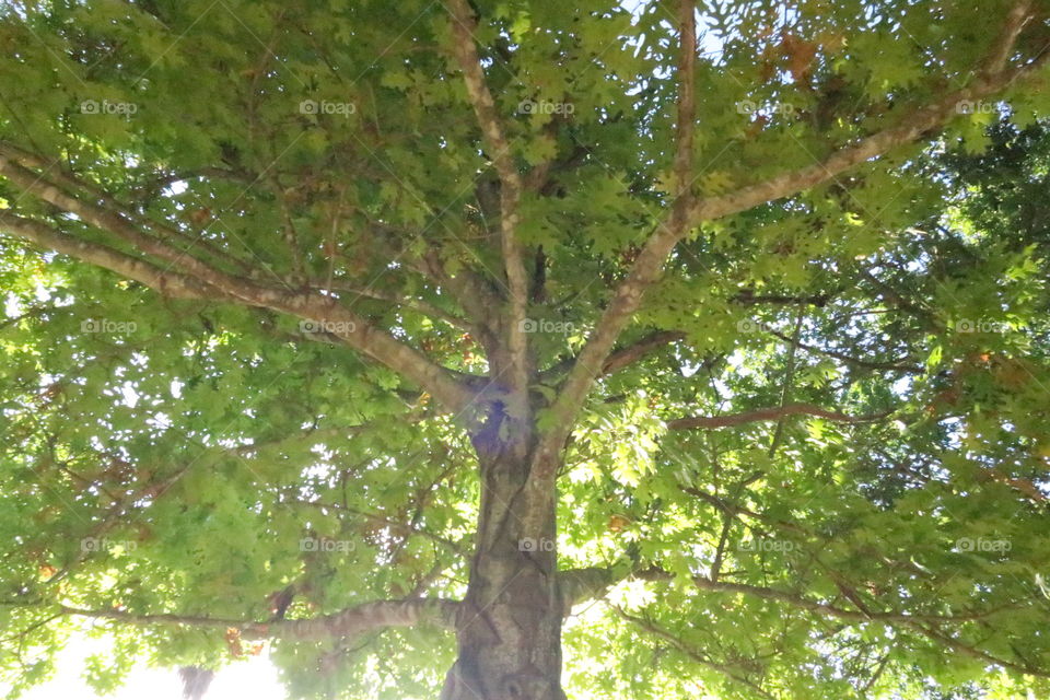 Light thru tree