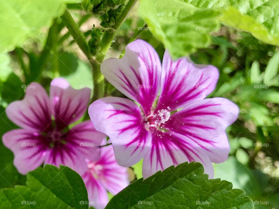 Beautiful Malva, or mallow