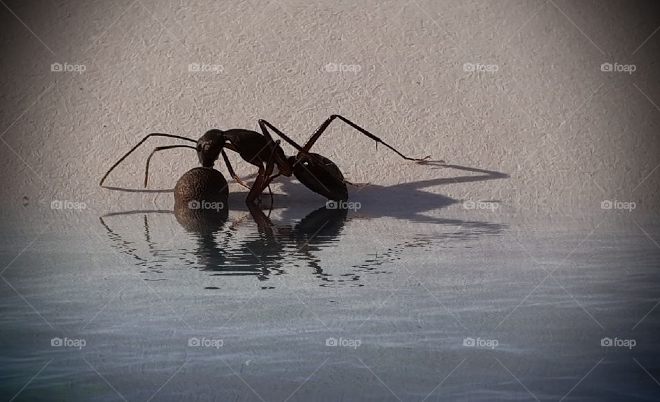 Macro photography...An ant trying to pull a seed from water..