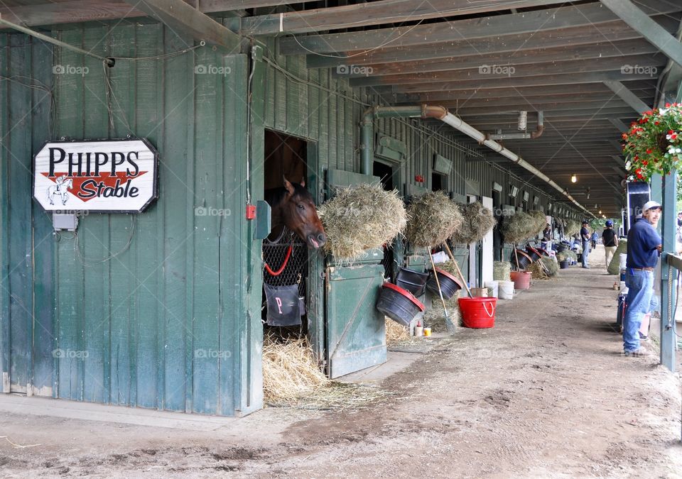 Derby Winner " O R B". Phipps stables and derby winner "O R B" shown here as an unraced 2 year old colt in his stall at Saratoga
Fleetphoto