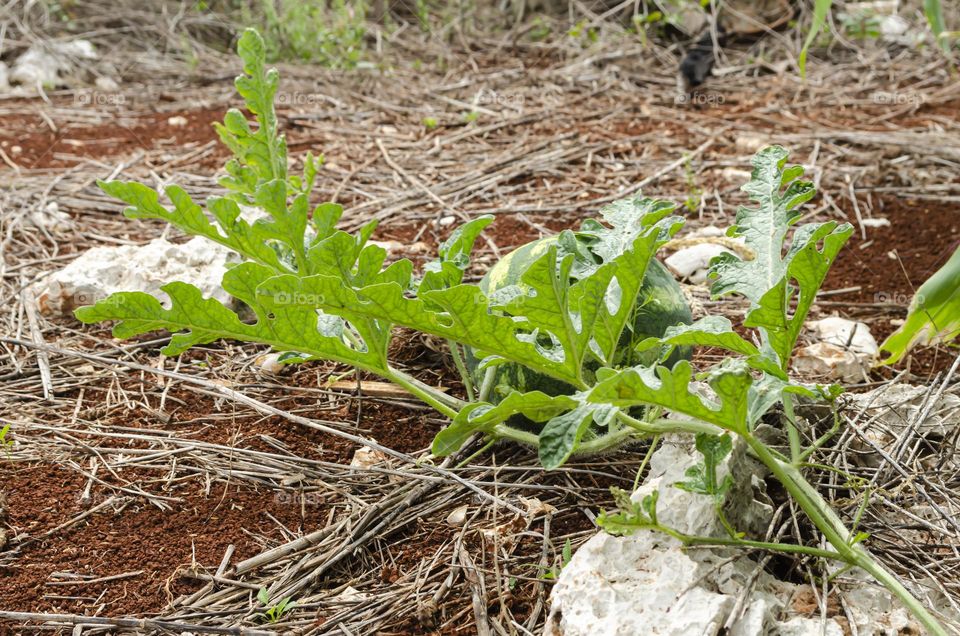 Watermelon Vine