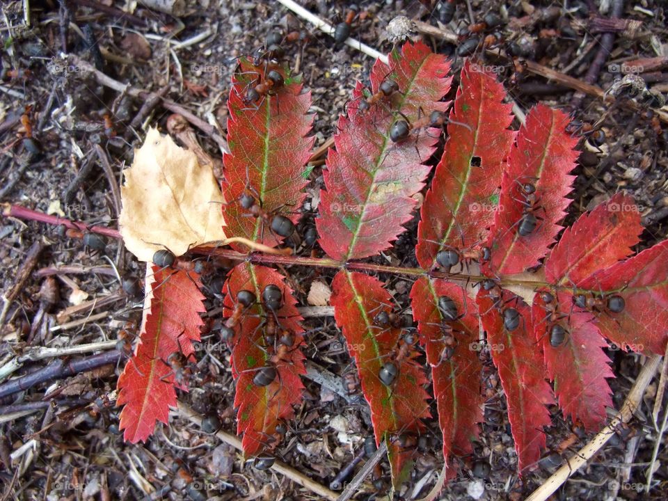 There is an ant hill close to my house. The weather has been nice so the ants have been very busy and active. I noticed that many ants makes an interesting sound.