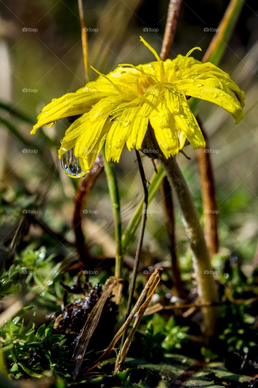 A drop on an autumn dandelion.