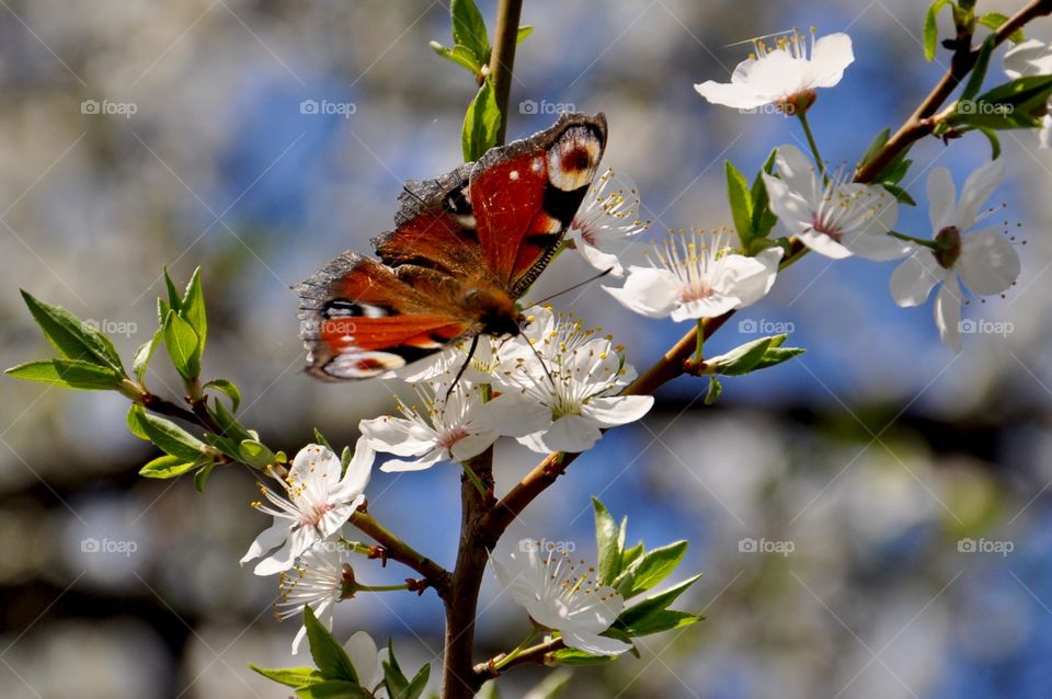 Butterfly on white flower