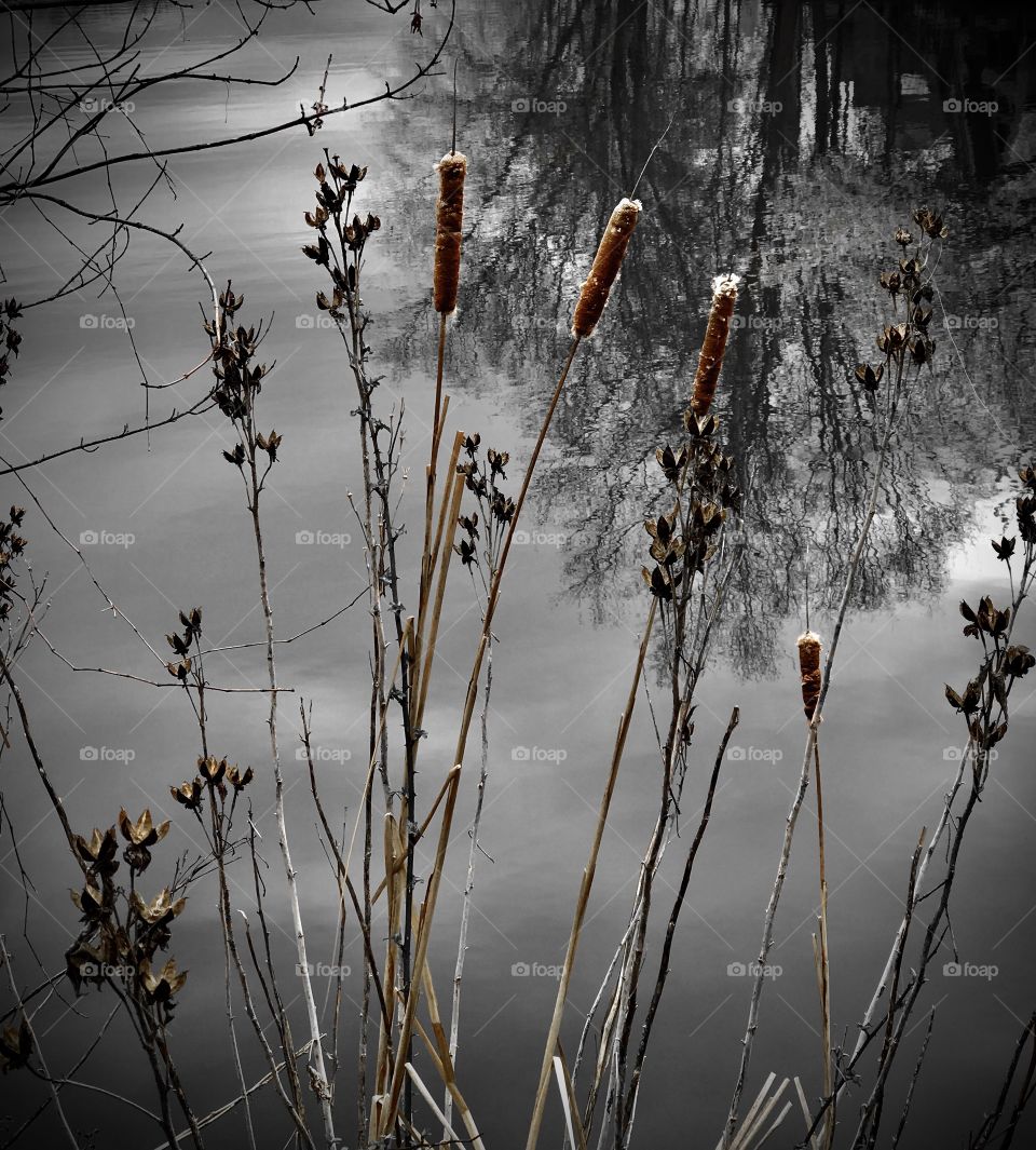Cattails and reflections
