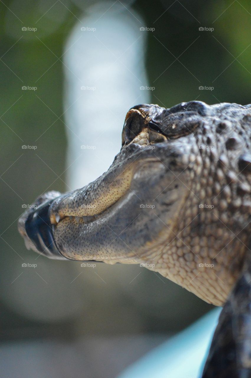 Crocodile