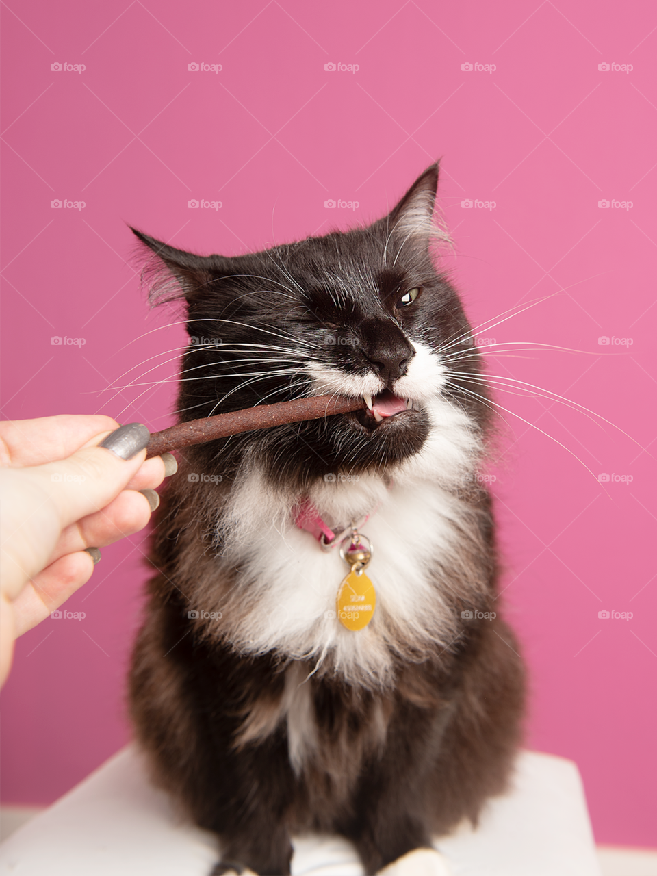 Cat eating a treat