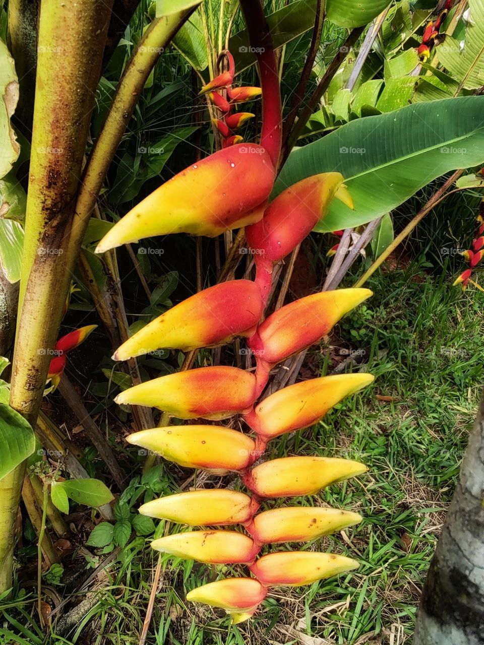 bunch of flowers, decorative banana