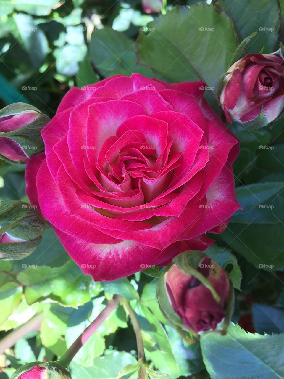 Fuchsia rose