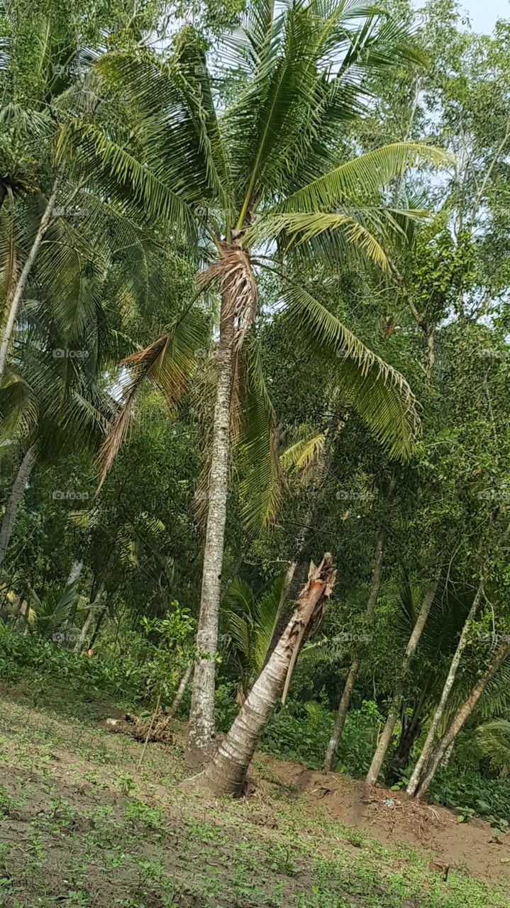 trre coconuts