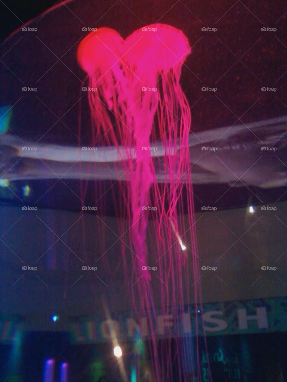 Jelly fish 