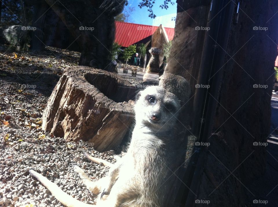 Meerkat at Knoxville Zoo. Meerkat just chillin'.