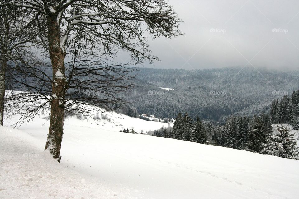 The black forest is one of the mos beautiful places in the word. Looking at this picture it feels like I am standing right there. The sea of trees all around and the snow at your feet. This is a place that can make your soul feel complete bliss. 