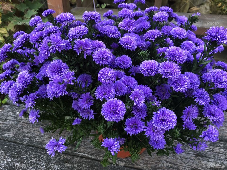 Purple mums 