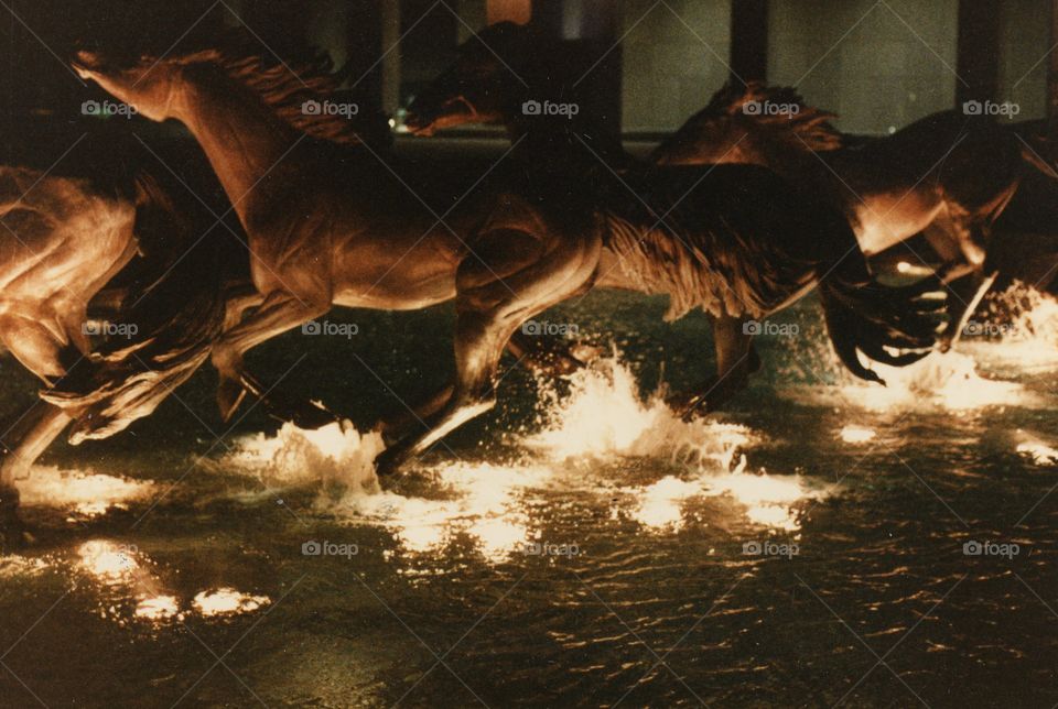 horses status water night splash