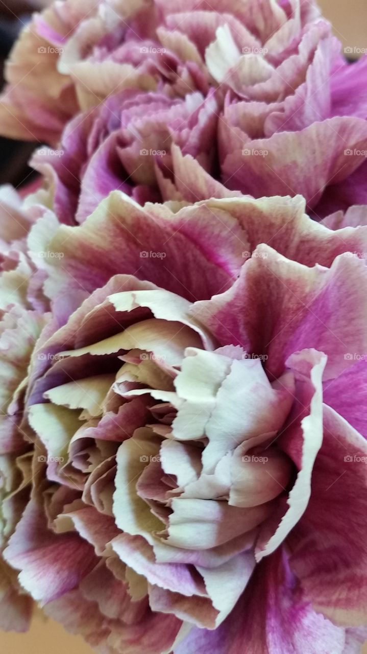 vintage carnations. vase of flowers