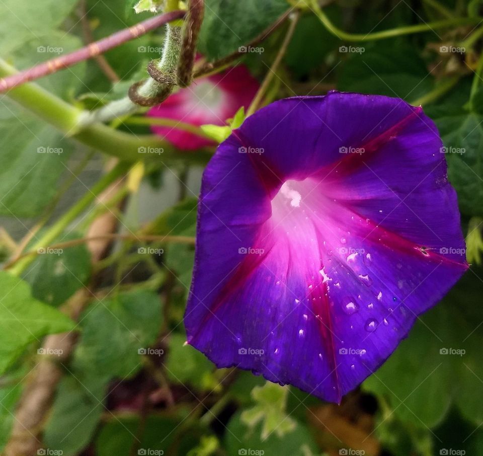 purple flower and water drops