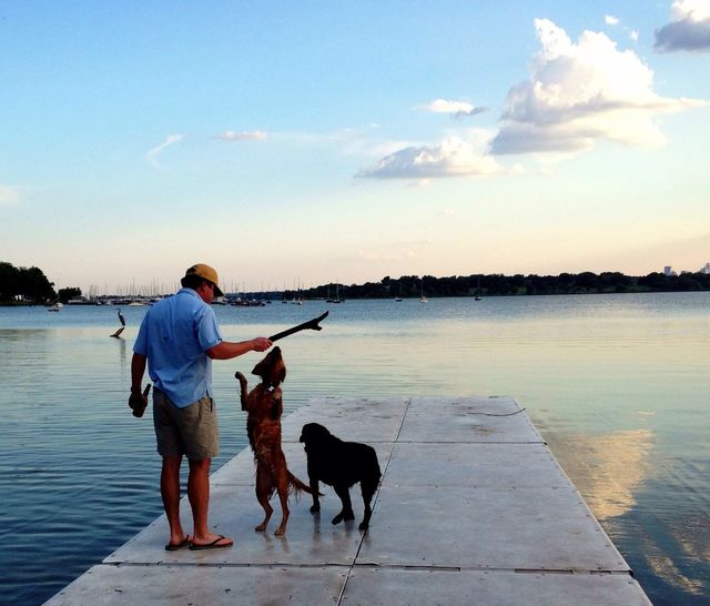 Dogs at summer lake