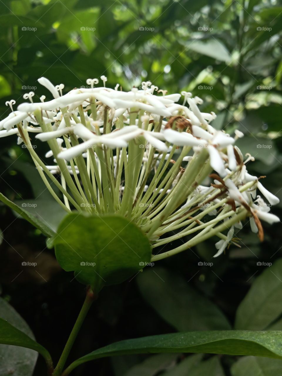 Flower, Leaf, Nature, No Person, Flora