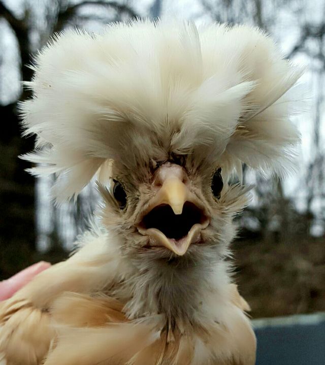 Crazy Polish Chick