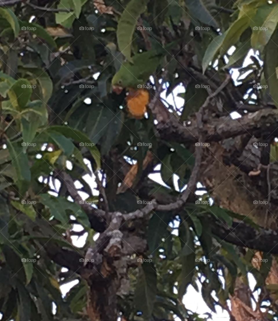 I dare you to find the bird. Brotogeris chiriri chiriri, yellow-chevroned parakeet.