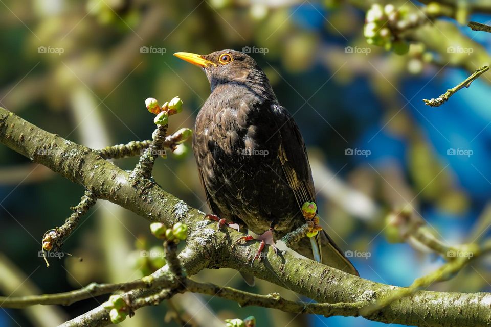 the song of the blackbird in spring