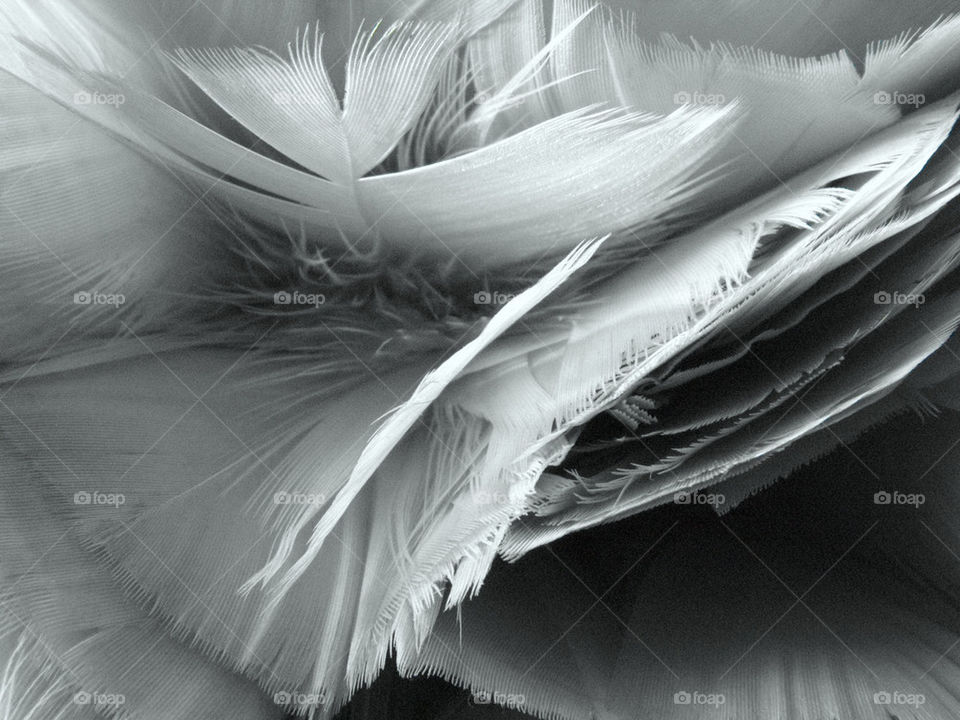 Black and white feather
